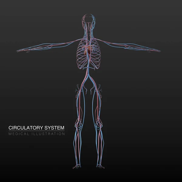 Illustrazione Anatomica Digitale Del Sistema Circolatorio Maschile Dei Vasi Sanguigni — Foto Stock