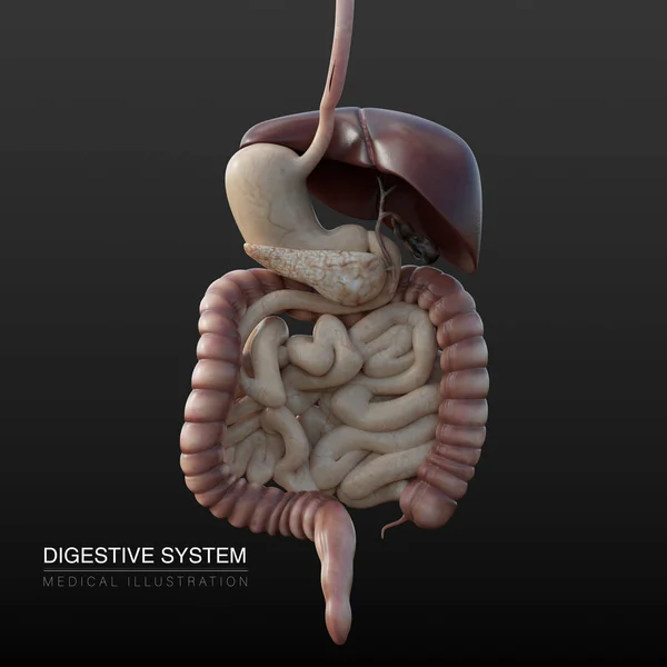 Cyfrowa Anatomiczna Ilustracja Męskiego Układu Pokarmowego — Zdjęcie stockowe