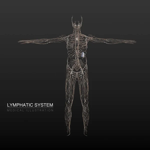Illustrazione Anatomica Digitale Del Sistema Linfatico Maschile — Foto Stock