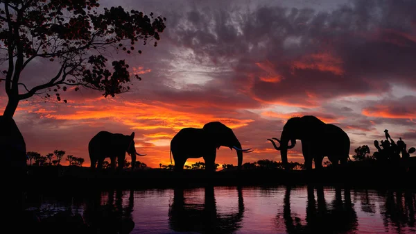 水面に映る美しい夕日を歩く象の絵 ロイヤリティフリーのストック画像