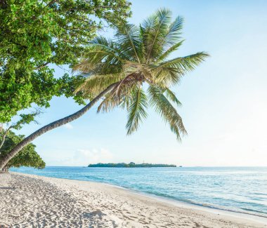 Mavi denizin kıyısındaki kumlu kumsalda palmiye ağaçları