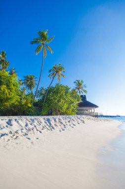 Güzel kumsal üzerinde palmiye ağaçları 