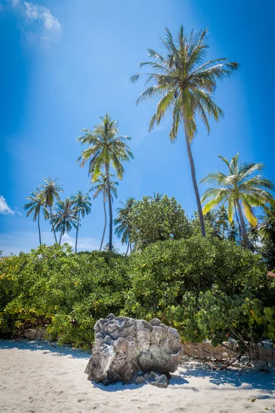 Palmetrær Vakre Strand Kokosnøtter – stockfoto