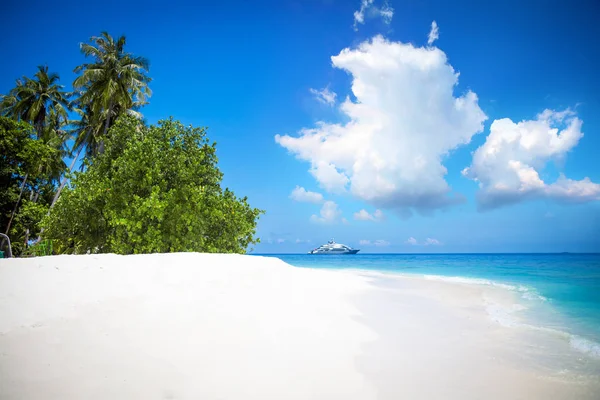 Palmetrær Vakre Sandstrender – stockfoto