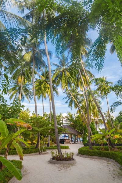 Tropisk Hage Med Høye Palmetrær Øya Maldivene – stockfoto