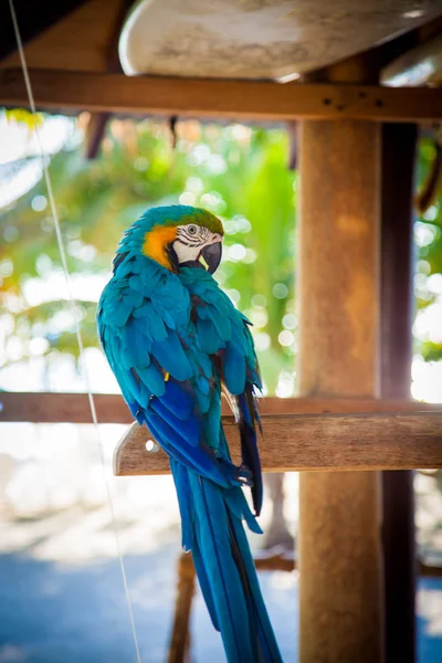 Ara Arauna Niebiesko Żółty Portret Papugi Żółtej — Zdjęcie stockowe