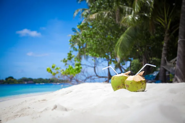 Pálmafák Gyönyörű Homokos Strand Kókuszdió Felett — Stock Fotó