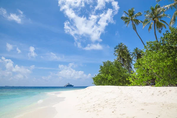 Palmetrær Vakre Strand Kokosnøtter – stockfoto