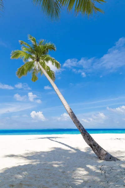 Kokosnøtthåndflate Tropisk Strand Med Hvit Sand Blå Himmel – stockfoto