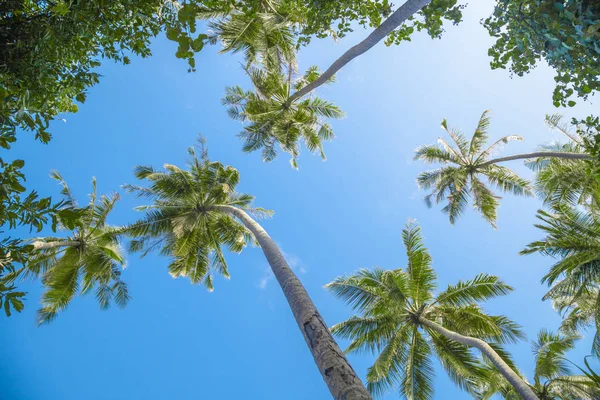 Palmetrær Mot Den Blå Himmelen Tropisk Hage – stockfoto