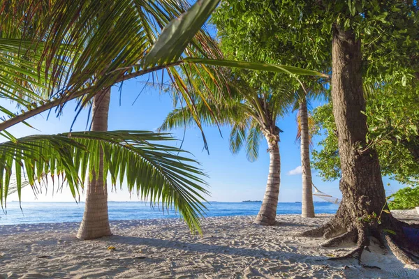 Palmetrær Vakre Sandstrender – stockfoto