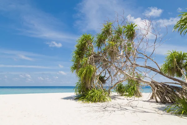 Palmeras Sobre Hermosa Playa Cocos —  Fotos de Stock