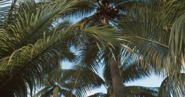 美丽天空上的棕榈树 — 图库视频影像