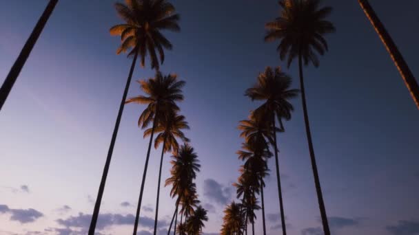 Palm Trees Beautiful Sunset Sky Royalty Free Stock Footage