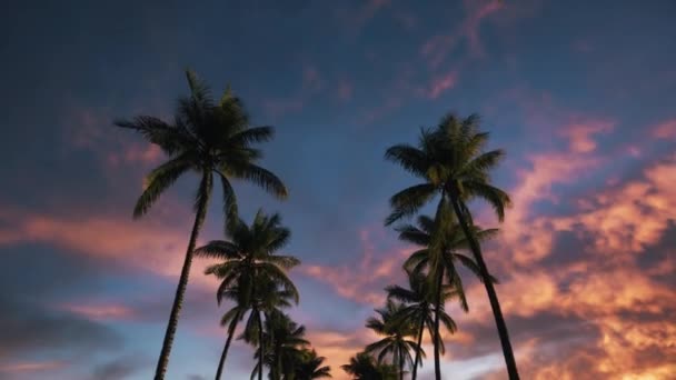 美丽夕阳西下的棕榈树 — 图库视频影像