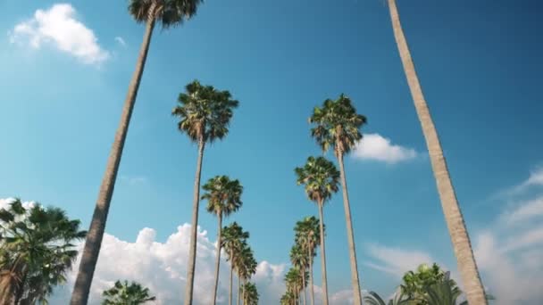 Palm Trees Beautiful Sky Stock Video