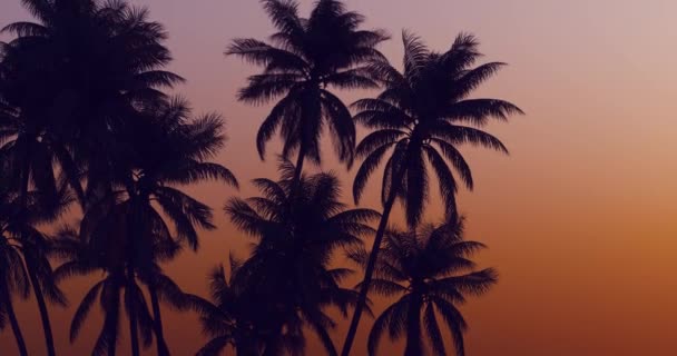 Пальмы Над Красивым Закатным Небом — стоковое видео