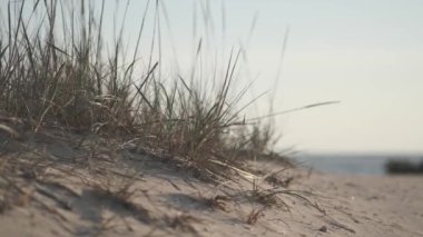 Kumsaldaki güzel kumsal çimenleri. Beachgrass rüzgarda sallanıyor. Kum çimleri güzel bir yaz gününde rüzgarda sallanıyor