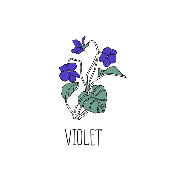 Flores Violetas Desenhado Mão Desenho Animado Ilustração Vetor Pansy Estilo — Vetor de Stock