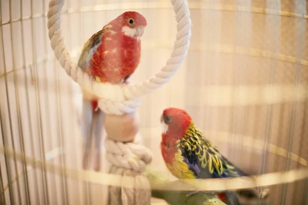 Pembe yüzlü cennet papağanı aşağı bakıyor bir kafes içinde — Stok fotoğraf