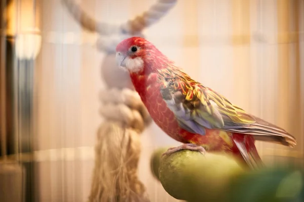 Rosy Faced Lovebird in a cage looking down — Stock Photo, Image