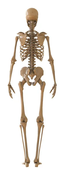 Visão traseira do esqueleto. Layout plástico do esqueleto humano sobre fundo branco. ilustração 3d — Fotografia de Stock