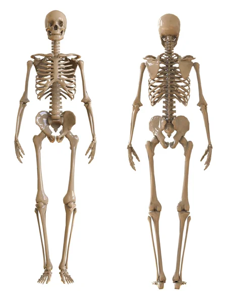 Skelett Vorder- und Rückansicht. Plastik-Layout des menschlichen Skeletts auf weißem Hintergrund. 3D-Illustration — Stockfoto