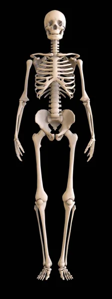 Skelet vooraanzicht. Menselijk skelet op zwarte achtergrond. 3D illustratie — Stockfoto