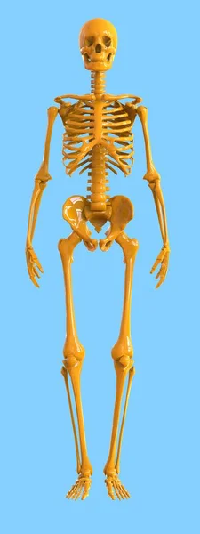 Esqueleto vista frontal. Diseño plástico del esqueleto humano sobre fondo azul. ilustración 3d — Foto de Stock