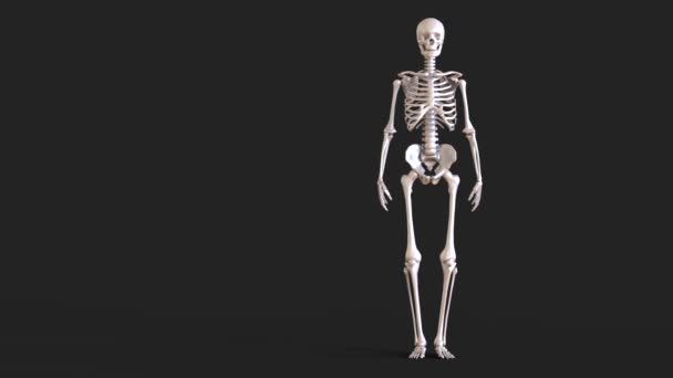 Esqueleto humano se mueve aislado — Vídeo de stock