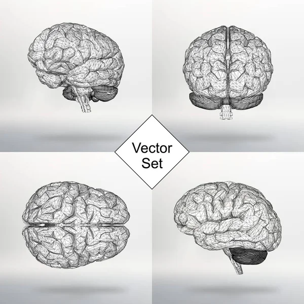 Set Vektor Illustration menschliches Gehirn. das strukturelle Raster der Polygone. abstrakte kreative Konzept Vektor Hintergrund. Molekulargitter. polygonaler Design-Briefkopf und Broschüre. — Stockvektor