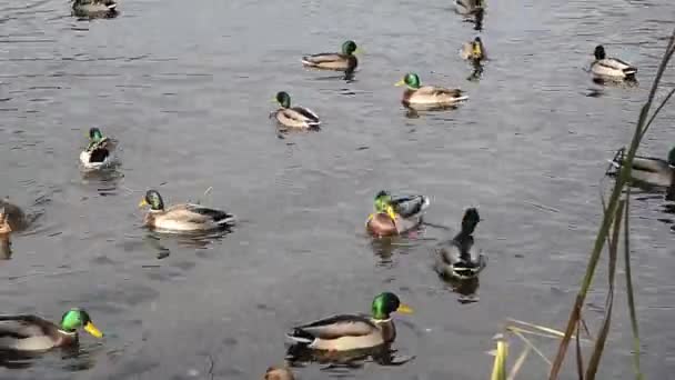 Πολλή drakes και πάπιες κολυμπούν μαζί σε μια λιμνούλα. — Αρχείο Βίντεο