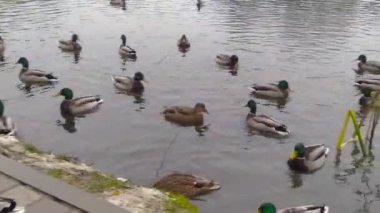 Bir sürü erkek ördek ve ördek yüzmek birlikte bir su birikintisi.