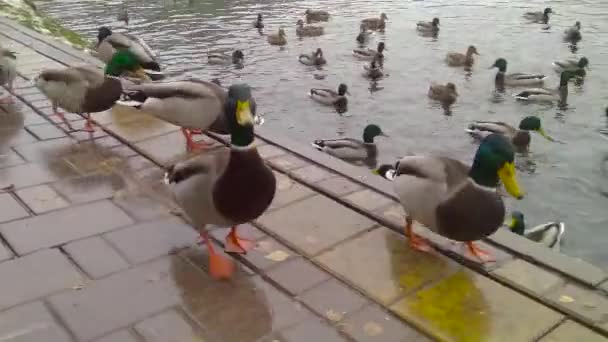 Mnoho kačeři a kachny společně plavat v rybníku. — Stock video