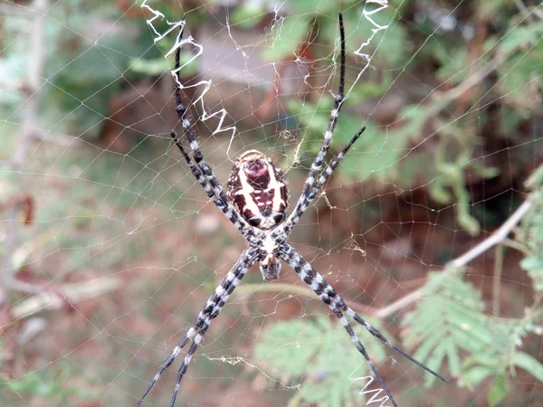 Obrázek Hnědá Barva Spidy — Stock fotografie