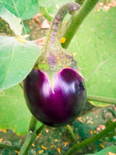 Una Foto Del Portador Violeta — Foto de Stock