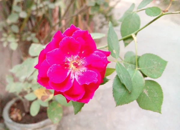 Изображение Красивого Цветка Розы — стоковое фото