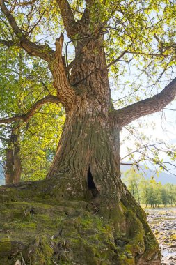 Eski şehirlerin parklarında güzel manzaralar