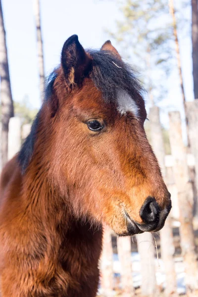 Hermoso Caballo Marrón Joven —  Fotos de Stock