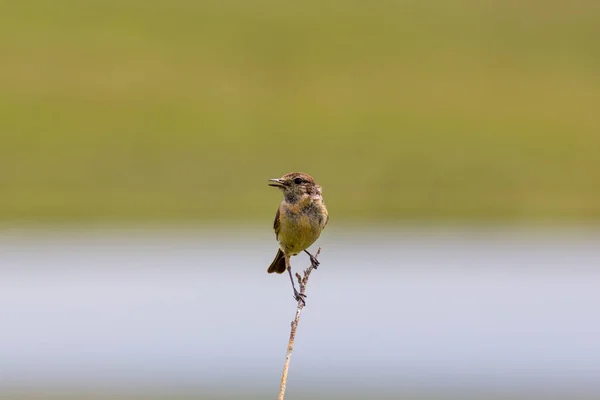 little brown bird sings on a branch