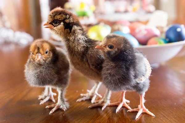 Piccoli Polli Sono Nati Pasqua — Foto Stock