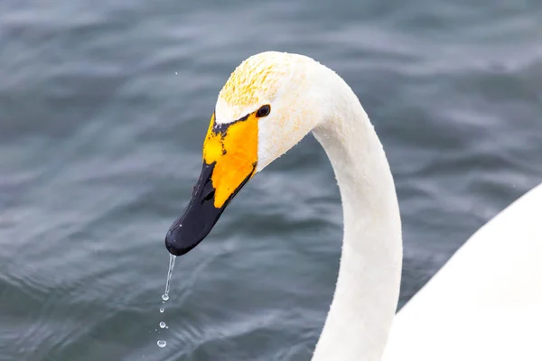 Svanar Fåglar Svansjön — Stockfoto