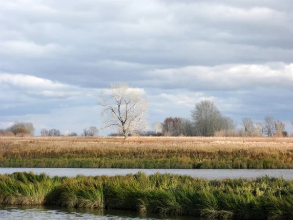 Lonely Tree Looks Beautiful River — Stock Photo, Image