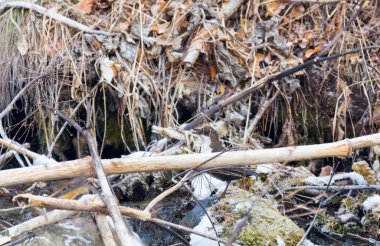 Farkındalık için bulmaca - bir kuş bul