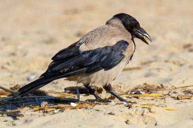 Büyük gri karga kumda yiyecek arıyor.