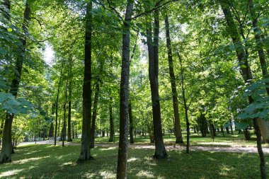 Eski şehirlerin parklarında güzel manzaralar