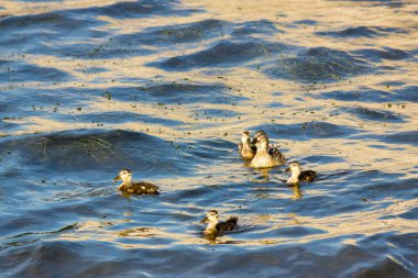 Vahşi doğada resim gibi bir gölette komik renkli ördekler.