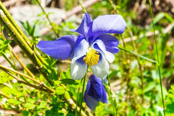 Piękne Niebieskie Kwiaty Zielonym Tle — Zdjęcie stockowe