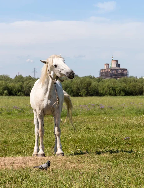 Wit Paard Graast Een Bloemenweide — Stockfoto