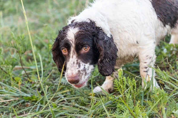 Spotted Spaniel Eats Green Grass — Stock Photo, Image